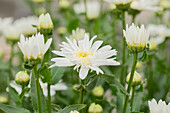Leucanthemum x superbum 'Sweet Daisy Birdy'