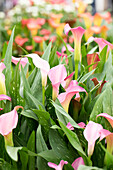 Zantedeschia 'Peter's Pride'.