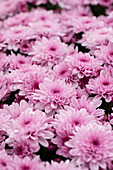 Chrysanthemum indicum Chrystal Pink Flair