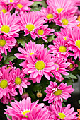 Chrysanthemum Swifty Dark Pink