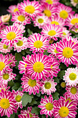 Chrysanthemum 'Swifty Pink'