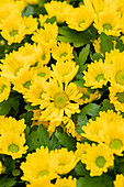Chrysanthemum Swifty Yellow