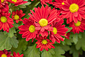 Chrysanthemum indicum Stream Red