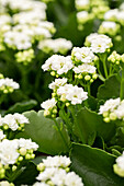 Kalanchoe blossfeldiana 'Calandiva'®, white