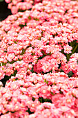 Kalanchoe blossfeldiana 'Calandiva® Empress'