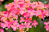 Kalanchoe blossfeldiana Calanday® Mikeno