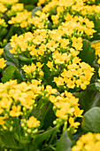 Kalanchoe blossfeldiana 'Calanday® Saja'