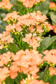 Kalanchoe blossfeldiana Calanday® Katmai