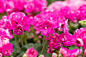 Pelargonium zonale