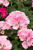 Pelargonium zonale 'Green Idols'