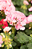 Pelargonium interspecific 'Big EEZE Pink'