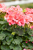 Pelargonium interspecific Big EEZE Foxy Flamingo