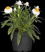Helichrysum bracteatum, white