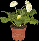 Gerbera 'Durora