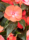 Impatiens neuguinea 'Petticoat Cherry'