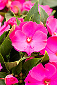 Impatiens neuguinea 'Roller Coaster Neon 1822'