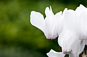 Cyclamen persicum 'Facila Summer White'