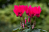 Cyclamen persicum 'Facila Summer Bright Pink'