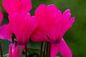 Cyclamen persicum 'Facila Winter Neon Rose'