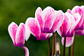 Cyclamen persicum, zweifarbig