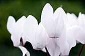 Cyclamen Melody Outdoor® 'White'