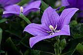 Platycodon grandiflorus 'Pop Star Blue'