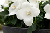 Platycodon grandiflorus 'Pop Star White'