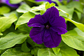 Petunia grandiflora Success!® HD 'Blue'