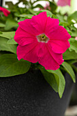 Petunia grandiflora Success!® 360° 'Deep Pink'