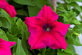 Petunia grandiflora Success!® 360° 'Deep Rose'