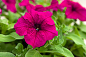 Petunia grandiflora Success!® 360° 'Purple'