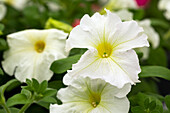Petunia grandiflora Success!® 360° 'Light Yellow'