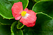 Begonia semperflorens Sprint Plus 'Lipstick' (English)