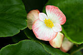 Begonia semperflorens Sprint Plus 'Blush'