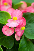 Begonia semperflorens Sprint Plus 'Blush'