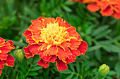 Tagetes patula 'Super Hero Harmony'