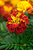 Tagetes patula Super Hero Spry