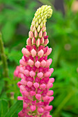 Lupinus polyphyllus Lupini Red Shades