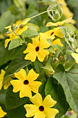 Thunbergia alata