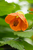 Abutilon, orange