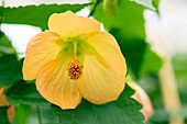 Abutilon, apricot