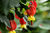 Abutilon megapotamicum 'Big Bell