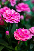 Dianthus Sunflor® 'Bowie'