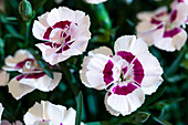 Dianthus Sunflor® 'Whila Charmy'