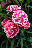 Dianthus Odessa® 'Twiggy'