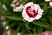 Dianthus Sunflor® 'Kaylee'®