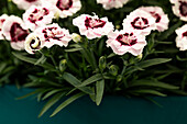 Dianthus Sunflor® 'Kaylee'®