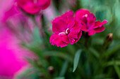 Dianthus 'Beauties® Ariana'