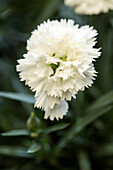 Dianthus Sunflor® 'Edberg'