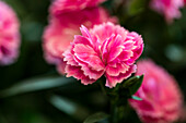 Dianthus Sunflor® 'Bowie'